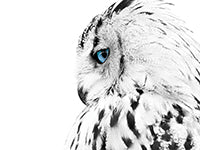 White Artwork