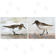 Stellar Design Studio | Sandpipers on Coast Nautical Beach