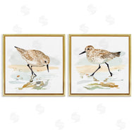 Victoria Barnes | Sea Birds on Shore