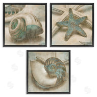 John Seba | Starfish & Sea Shells Distressed