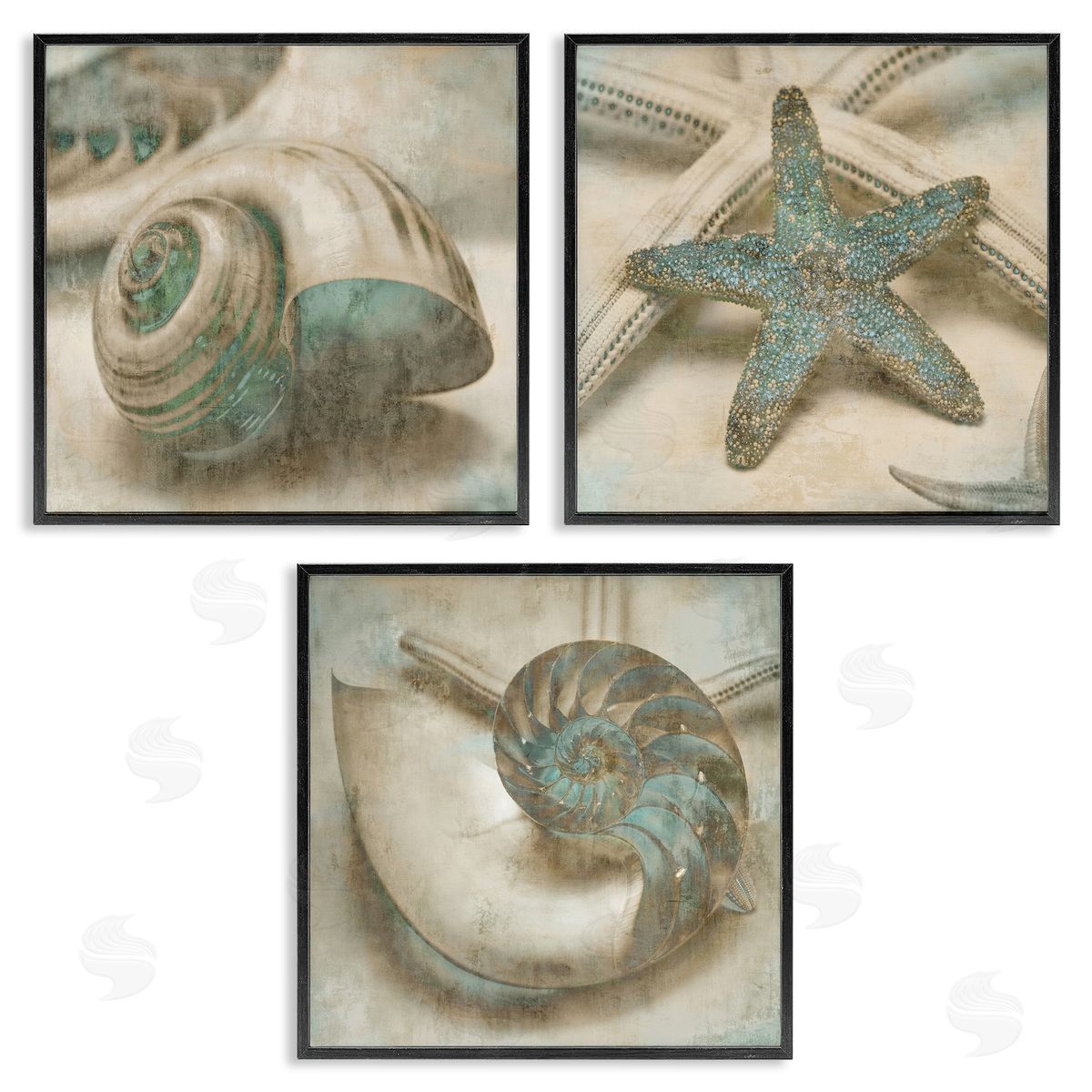 Starfish & Sea Shells Distressed Black Frame Print Wall Art, Home Decor by John Seba