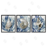 Caroline Kelly | Trio of Shells & Coral