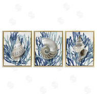 Caroline Kelly | Trio of Shells & Coral