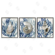 Caroline Kelly | Trio of Shells & Coral