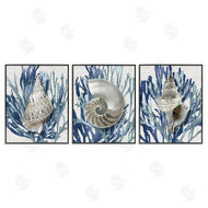 Caroline Kelly | Trio of Shells & Coral