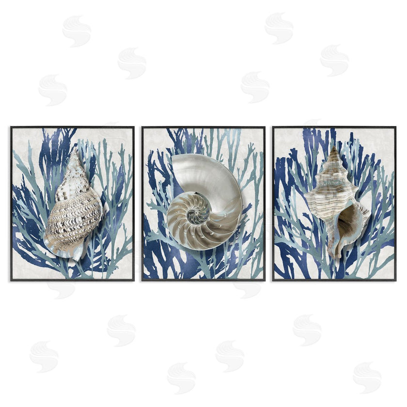 Caroline Kelly | Trio of Shells & Coral