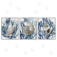 Caroline Kelly | Trio of Shells & Coral