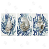 Caroline Kelly | Trio of Shells & Coral