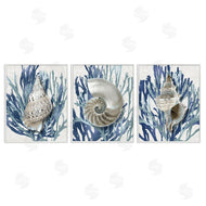 Caroline Kelly | Trio of Shells & Coral