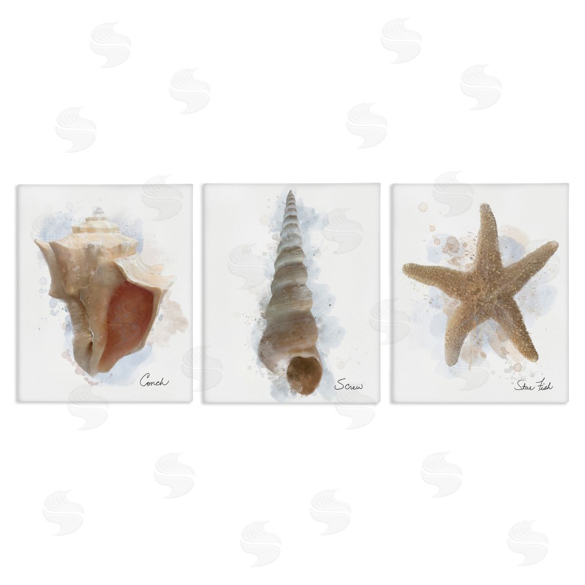 Matthew Piotrowicz Honeybloom Coastal Seashells Canvas Wall Art Print