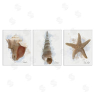 Matthew Piotrowicz | Honeybloom Coastal Seashells