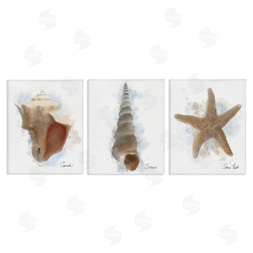 Matthew Piotrowicz | Honeybloom Coastal Seashells