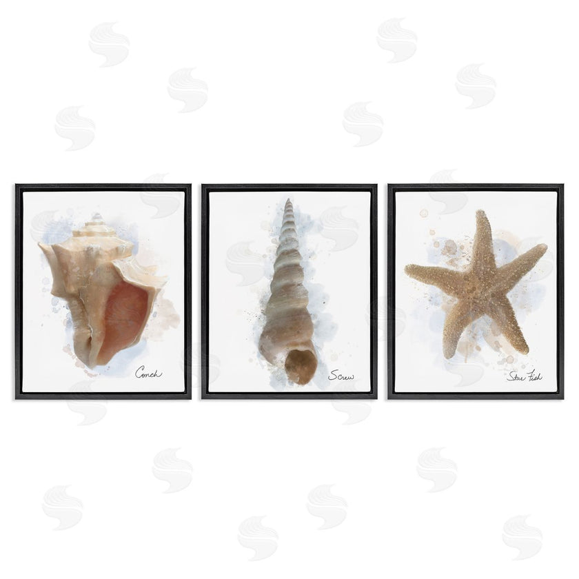 Matthew Piotrowicz | Honeybloom Coastal Seashells