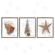 Matthew Piotrowicz | Honeybloom Coastal Seashells