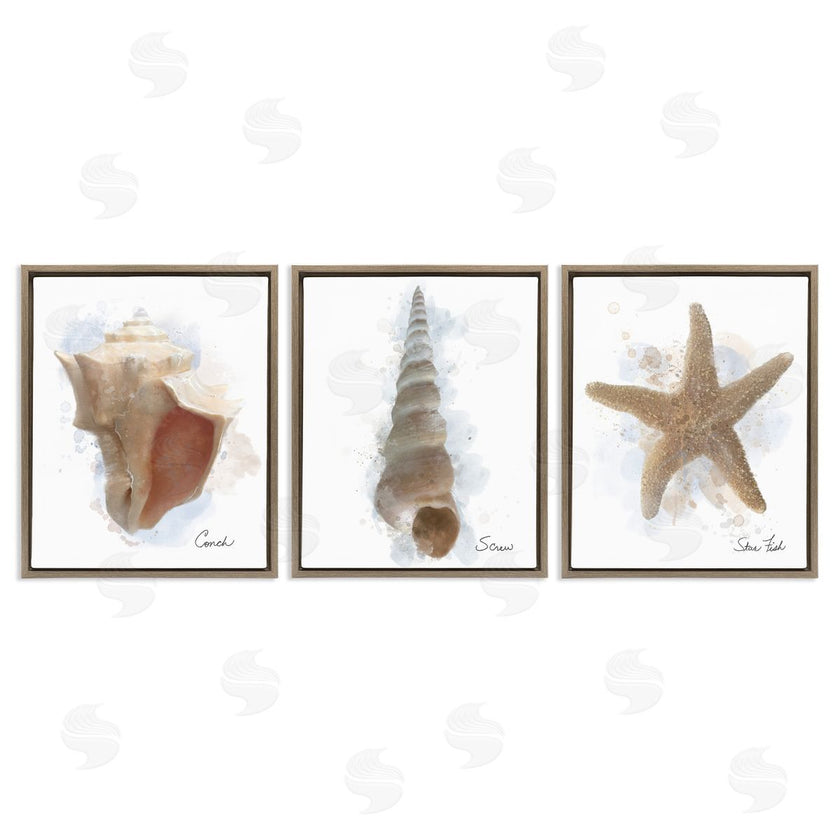 Matthew Piotrowicz | Honeybloom Coastal Seashells