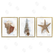 Matthew Piotrowicz | Honeybloom Coastal Seashells