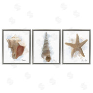 Matthew Piotrowicz | Honeybloom Coastal Seashells