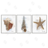 Matthew Piotrowicz | Honeybloom Coastal Seashells