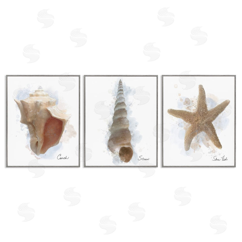 Matthew Piotrowicz | Honeybloom Coastal Seashells