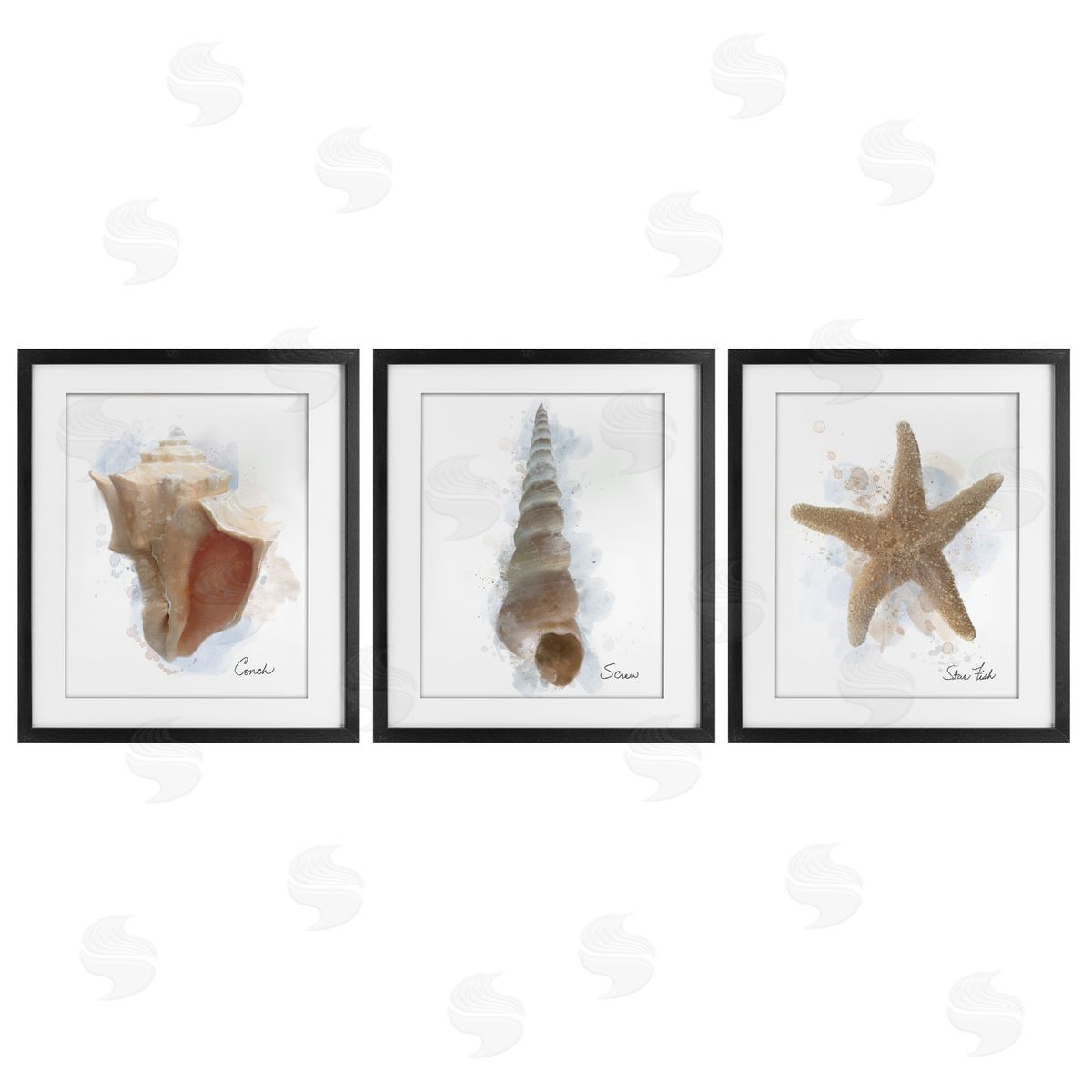 Matthew Piotrowicz Honeybloom Coastal Seashells Canvas Wall Art Print