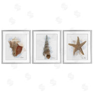 Matthew Piotrowicz | Honeybloom Coastal Seashells