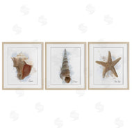 Matthew Piotrowicz | Honeybloom Coastal Seashells