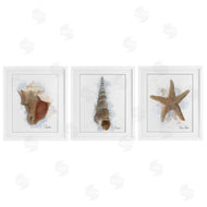 Matthew Piotrowicz | Honeybloom Coastal Seashells