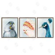 Hannah Dawson | Vivid Plumage Bird Portraits