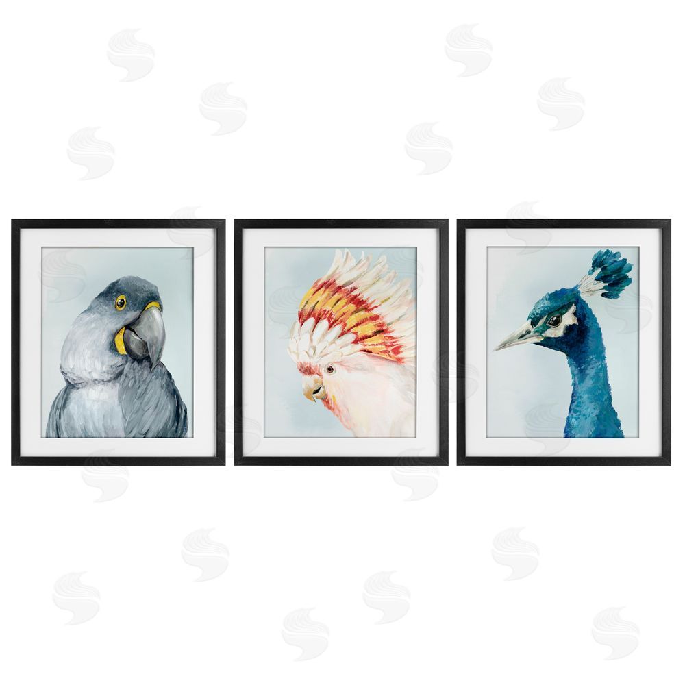Hannah Dawson Vivid Plumage Bird Portraits Black Framed Print Under Glass Set