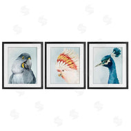 Hannah Dawson | Vivid Plumage Bird Portraits