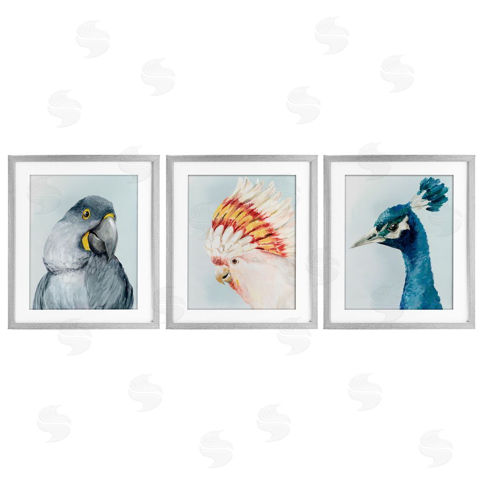 Hannah Dawson Vivid Plumage Bird Portraits Gray Framed Print Under Glass Set