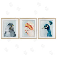 Hannah Dawson | Vivid Plumage Bird Portraits
