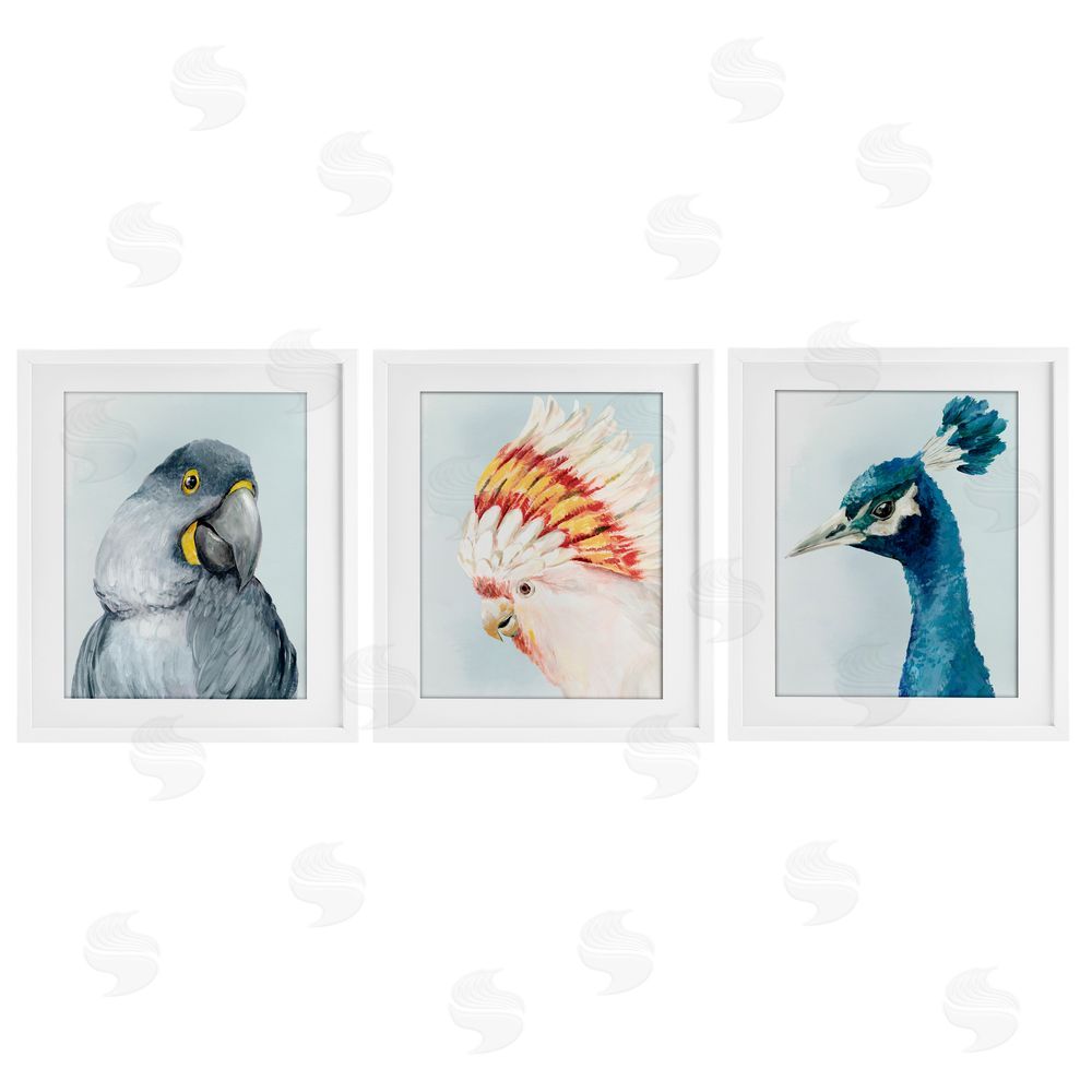 Hannah Dawson Vivid Plumage Bird Portraits White Framed Print Under Glass Set