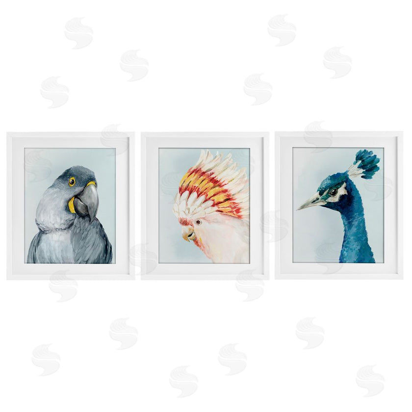 Hannah Dawson | Vivid Plumage Bird Portraits