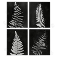 Connie Resch | Monochrome Fern Impressions