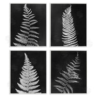 Connie Resch | Monochrome Fern Impressions