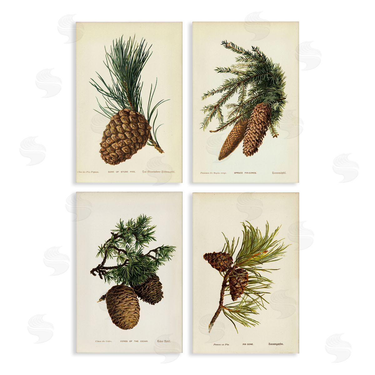 Pinecone Latin Studies Canvas Wall Art, Home Decor by Tina Higgins Designs, Inc.