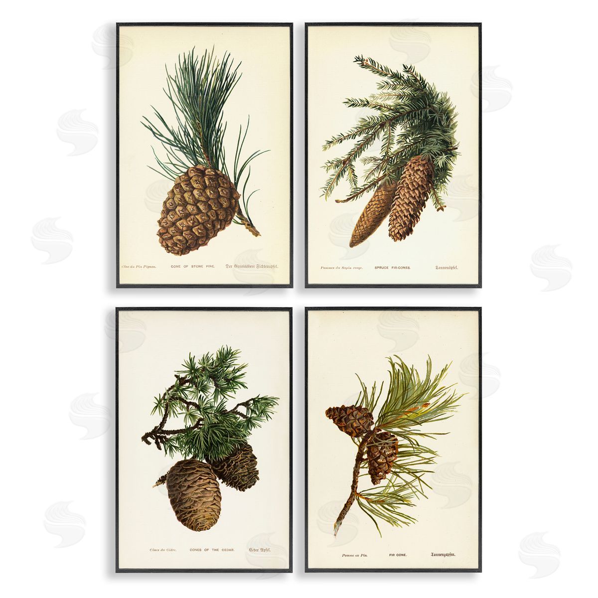 Pinecone Latin Studies Black Frame Print Wall Art, Home Decor by Tina Higgins Designs, Inc.