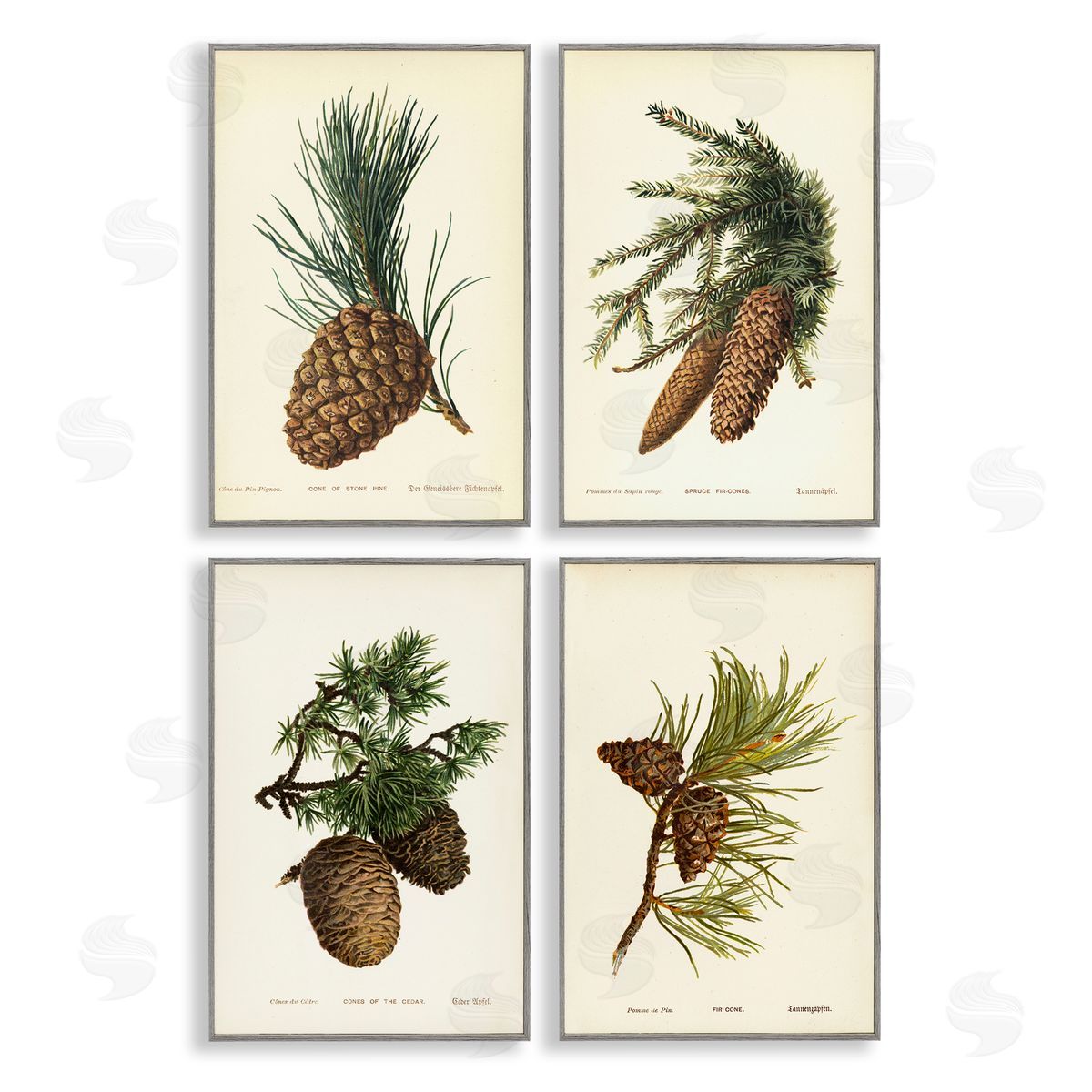Pinecone Latin Studies Grey Frame Print Wall Art, Home Decor by Tina Higgins Designs, Inc.