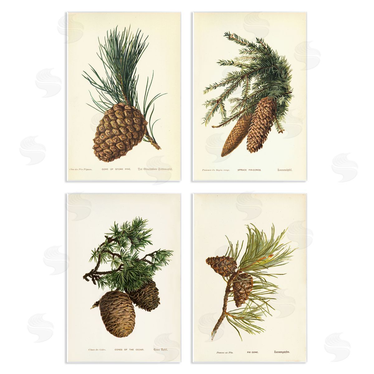Pinecone Latin Studies Wood Plaque Wall Art, Home Decor by Tina Higgins Designs, Inc.