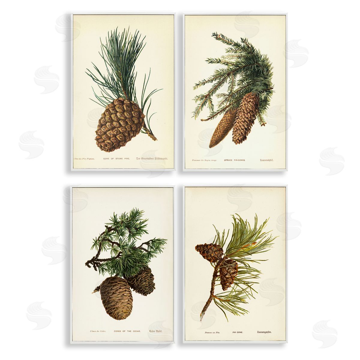 Pinecone Latin Studies White Frame Print Wall Art, Home Decor by Tina Higgins Designs, Inc.