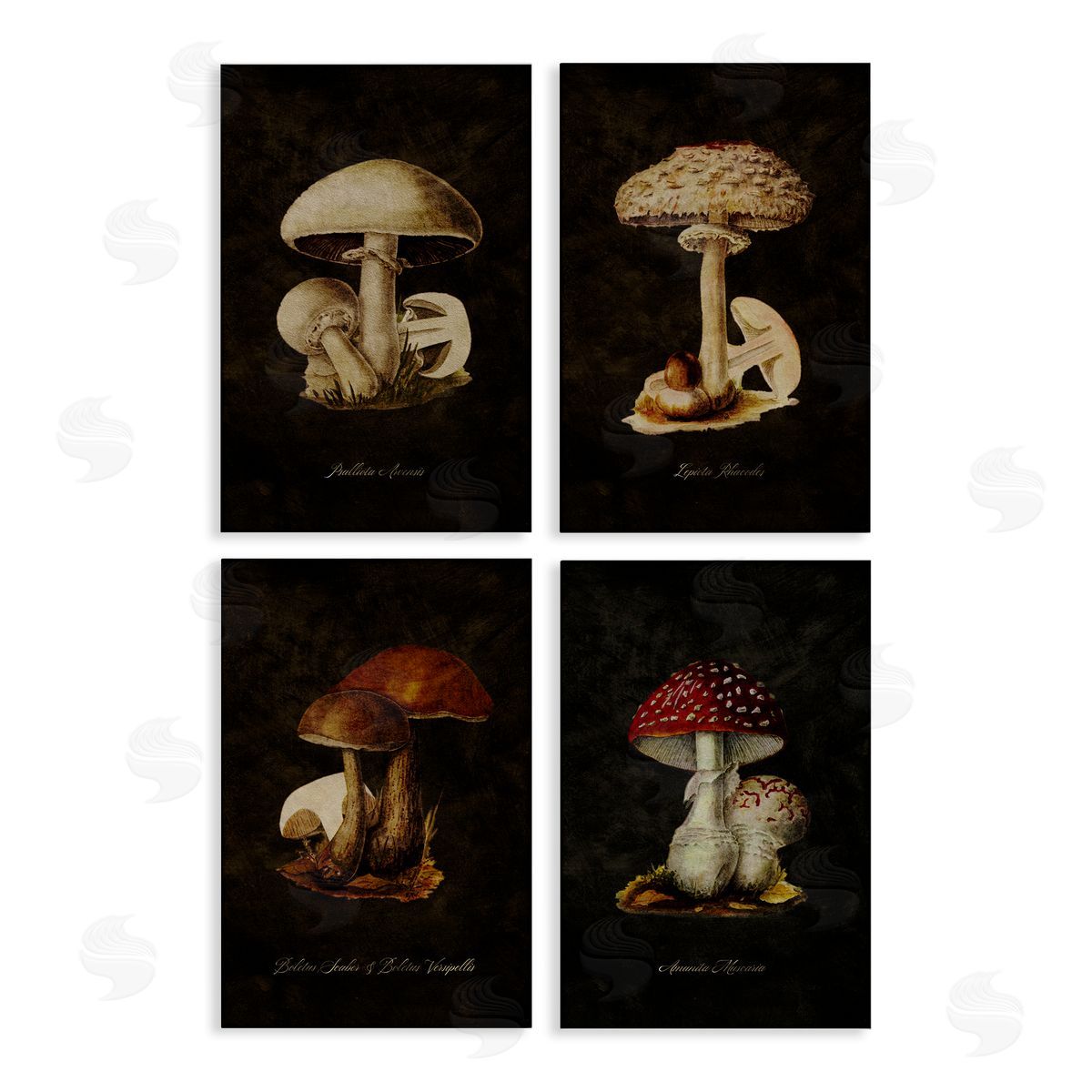Mushroom Genus Studies Canvas Wall Art, Home Decor by Tina Higgins Designs, Inc.
