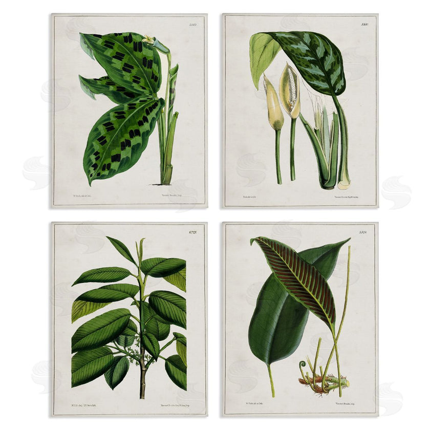 Tina Higgins Designs, Inc. | Tropical Plant Latin Studies