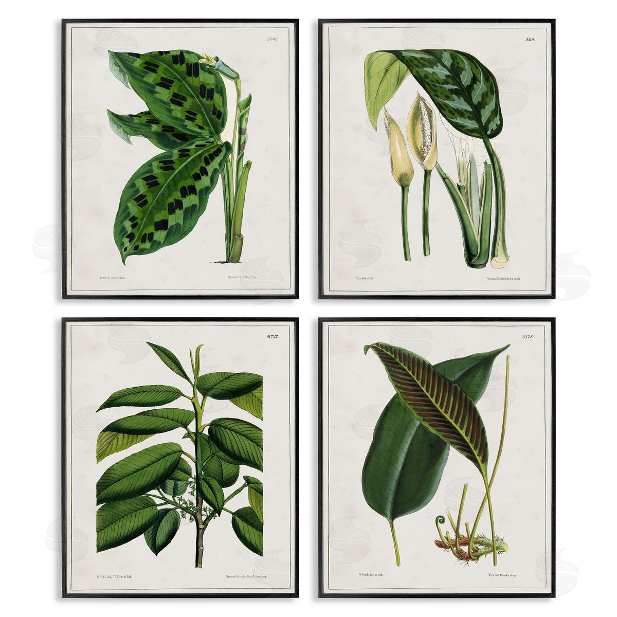 Tropical Plant Latin Studies Black Frame Print Wall Art, Home Decor by Tina Higgins Designs, Inc.