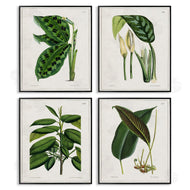 Tina Higgins Designs, Inc. | Tropical Plant Latin Studies