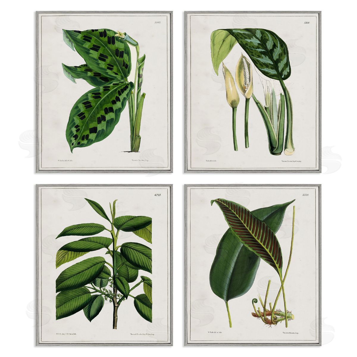Tropical Plant Latin Studies Grey Frame Print Wall Art, Home Decor by Tina Higgins Designs, Inc.