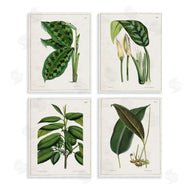 Tina Higgins Designs, Inc. | Tropical Plant Latin Studies
