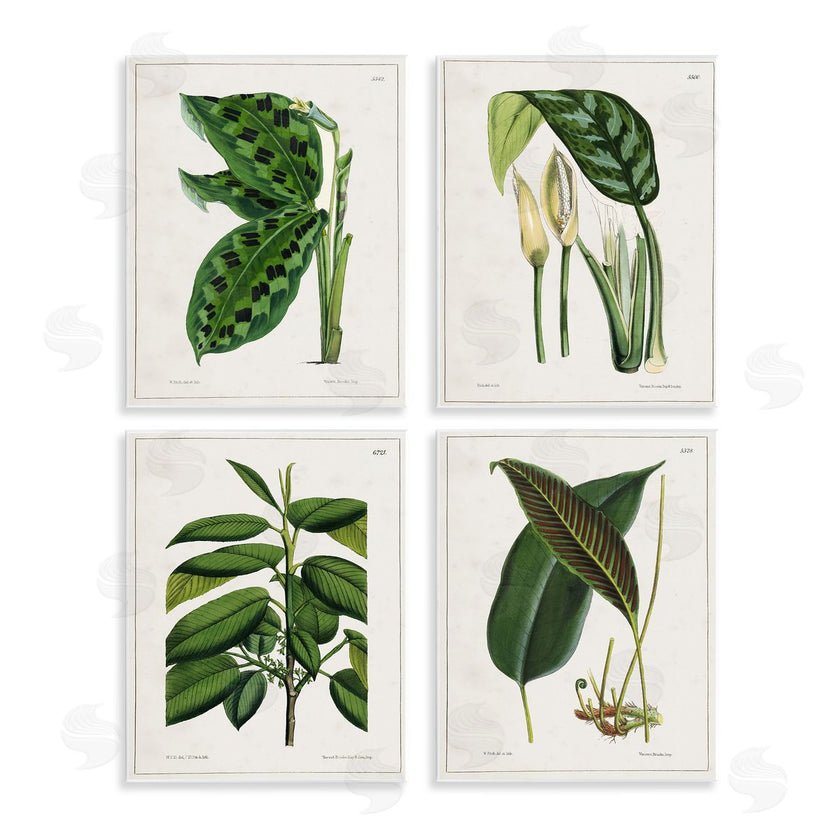 Tina Higgins Designs, Inc. | Tropical Plant Latin Studies