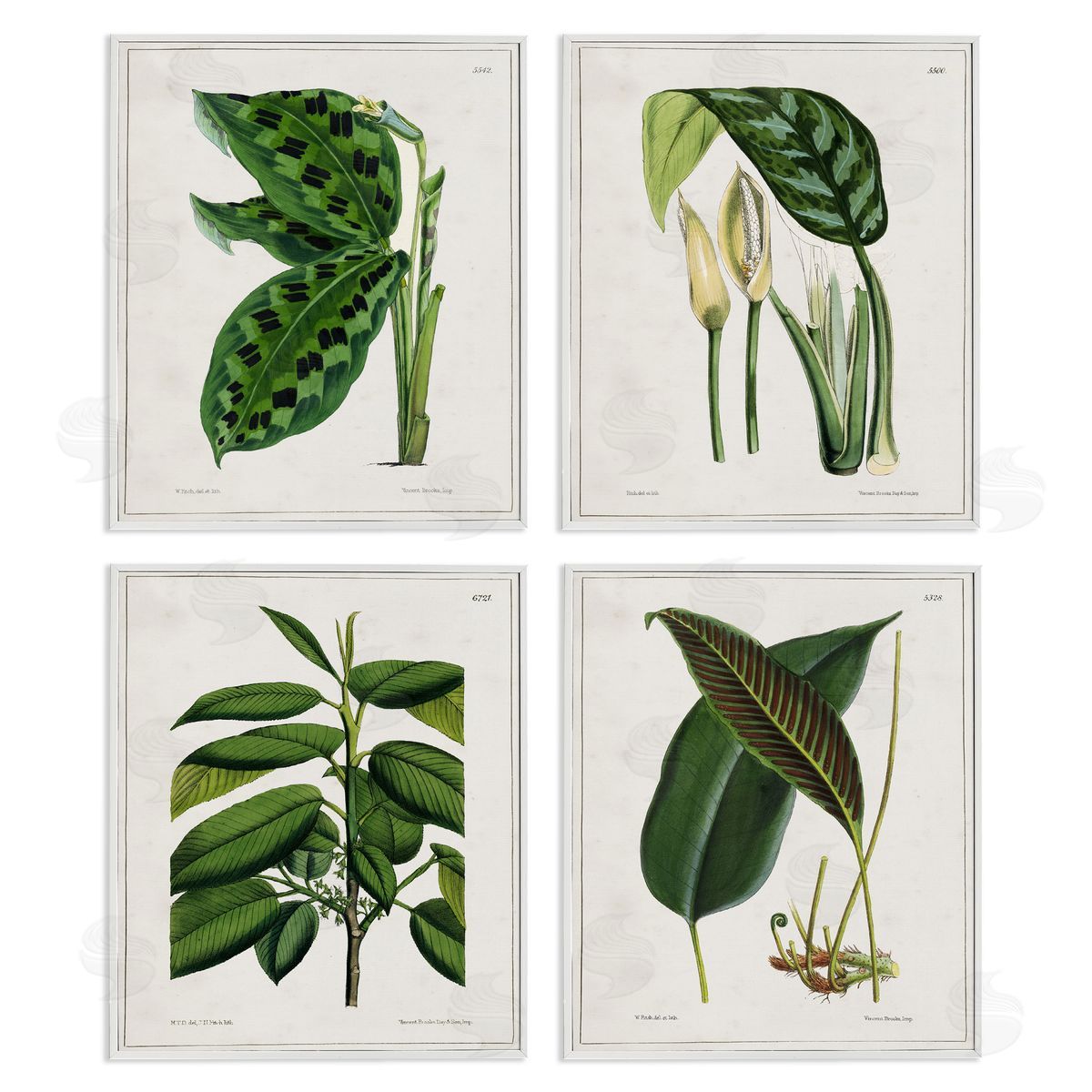 Tropical Plant Latin Studies White Frame Print Wall Art, Home Decor by Tina Higgins Designs, Inc.