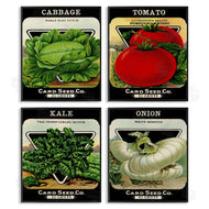 Stupell Studio | Vintage Garden Cabbage
